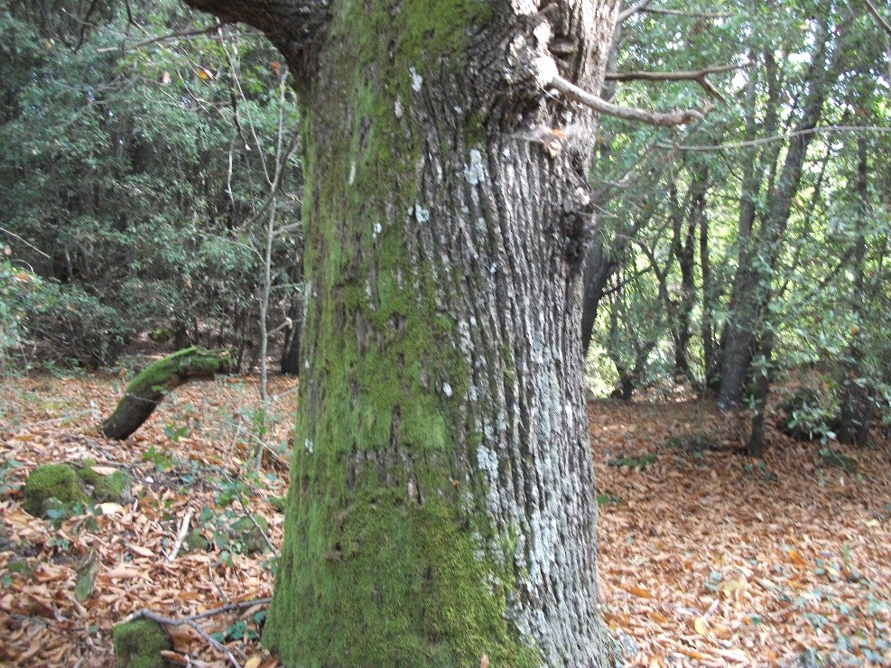 stagno di Serruggeri-Castanea sativa 201011121 026